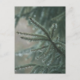 Postal Festiva Green spruce tree close-up, Christmas aesthetic