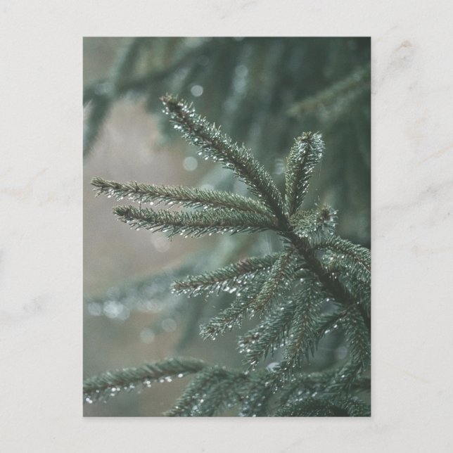 Postal Festiva Green spruce tree close-up, Christmas aesthetic (Anverso)