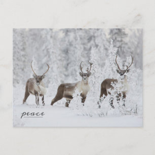 Postal Festiva Grupo caribú migrando en nieve