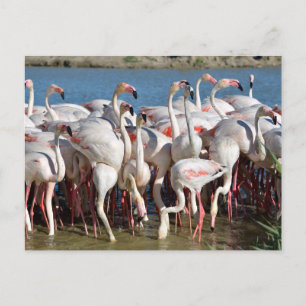 Postal Festiva Grupo de flamencos de Camargue