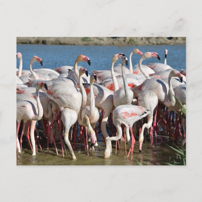 Postal Festiva Grupo de flamencos de Camargue (Anverso)