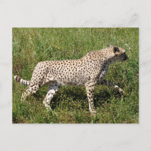 Postal Festiva Guepardo africano caminando sobre hierba