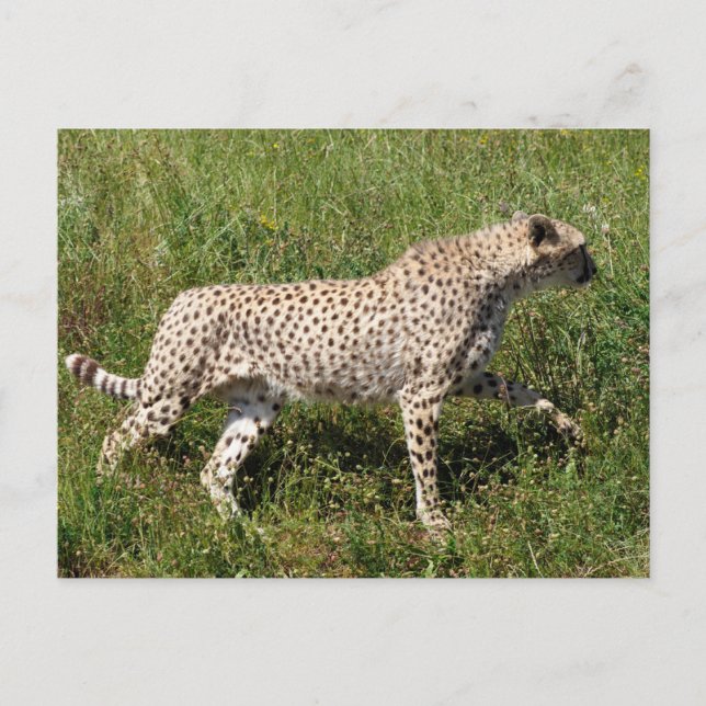 Postal Festiva Guepardo africano caminando sobre hierba (Anverso)