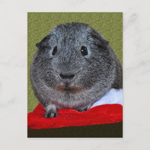 Postal Festiva Guinea Pig Christmas