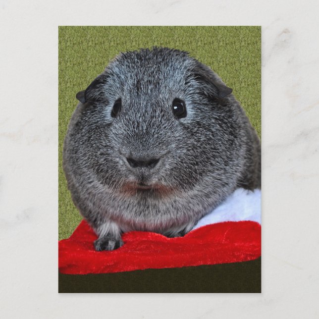 Postal Festiva Guinea Pig Christmas (Anverso)
