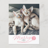 Guión de morera roja con foto de gato de yarn Ball