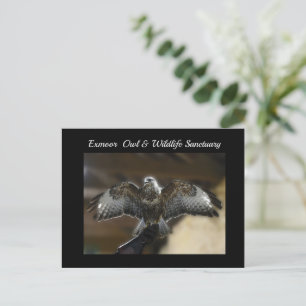 Postal Festiva Halcón con el rescate de vida silvestre