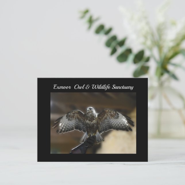 Postal Festiva Halcón con el rescate de vida silvestre (Anverso de pie)