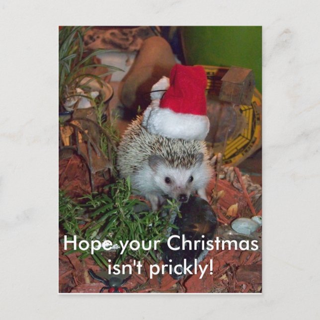 Postal Festiva Hedgie the Hedgehog wishes you a Merry Christmas (Anverso)