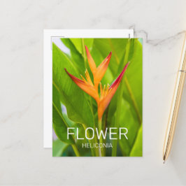 Postal Festiva Heliconia Flowers Botanic Plant Garden Design