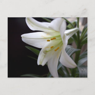 Postal Festiva Hermosa flor de lirio de Pascua blanca pura en neg