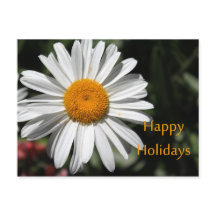 Hermosa flor de margarita blanca felices fiestas f