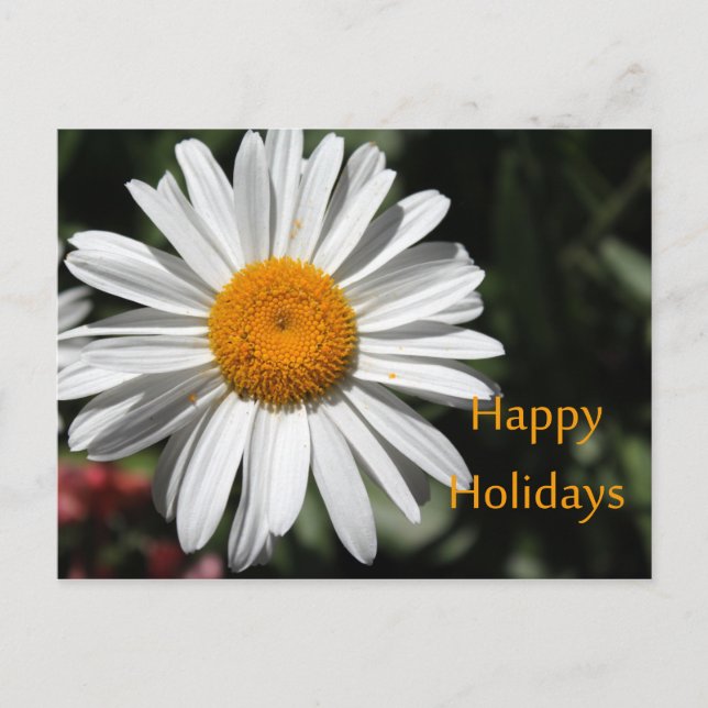 Postal Festiva Hermosa margarita blanca floridas vacaciones felic (Anverso)