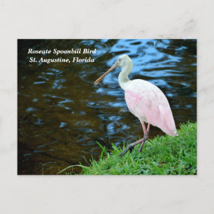 Postal Festiva Hermosa Spoonbill Roseate
