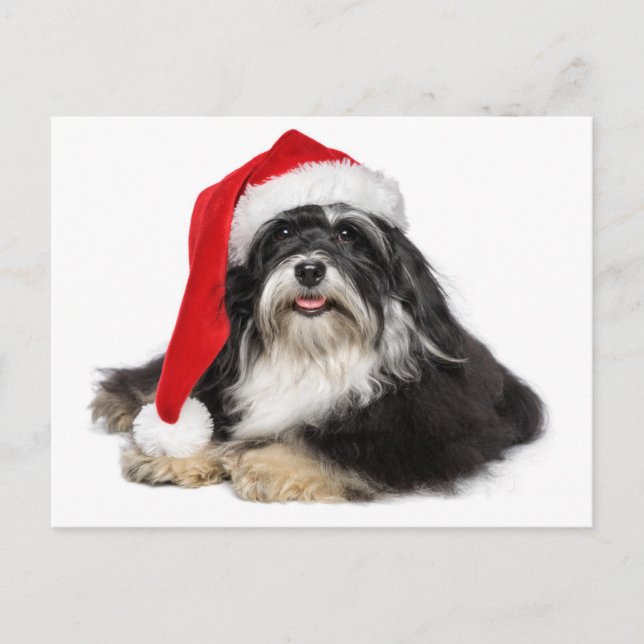 Postal Festiva Hermosos Navidades Perro Havanés Con Santa Hat (Anverso)