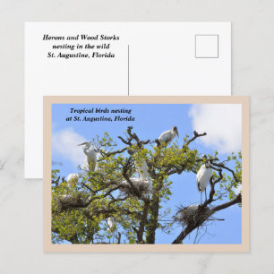 Postal Festiva Herones y cigüeñas de madera anidando