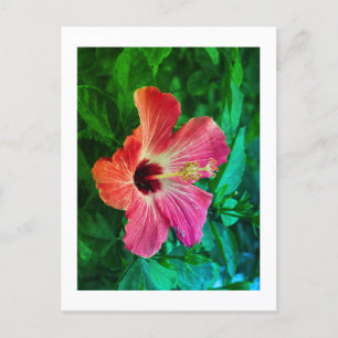 Postal Festiva Hibiscus