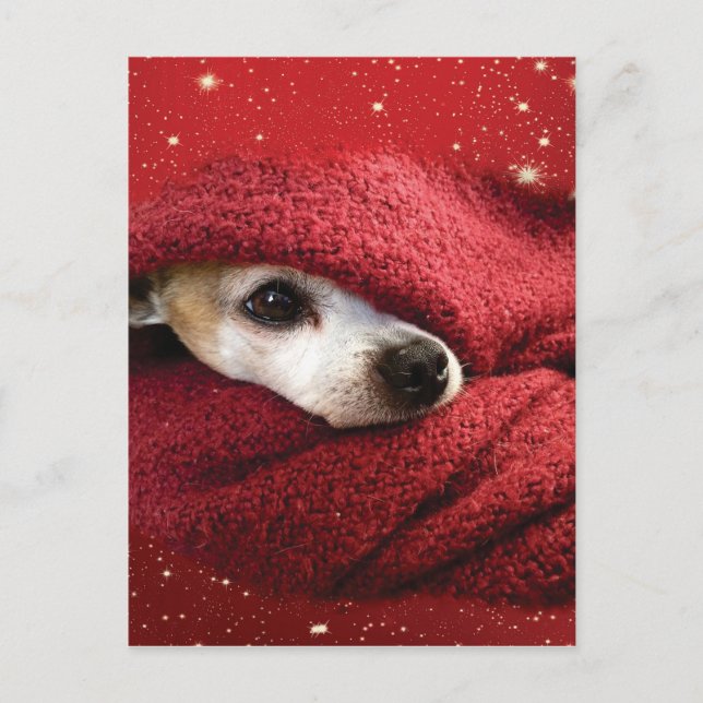 Postal Festiva Holiday Chihuahua (Anverso)