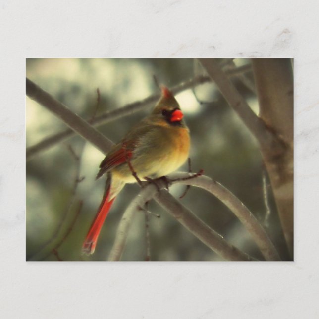 Postal Festiva Holiday Female Cardinal (Anverso)