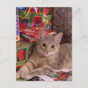 Postal Festiva Holiday Kitty