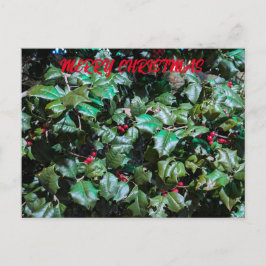 Postal Festiva Holly