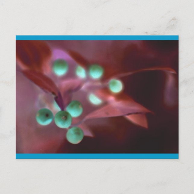 Postal Festiva Holly (Anverso)