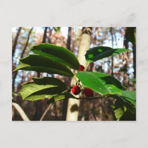Postal Festiva Holly Leaves I Holiday Botanical