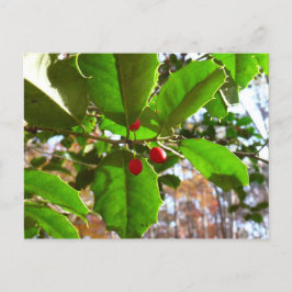 Postal Festiva Holly Leaves II Naturaleza de las vacaciones Botán
