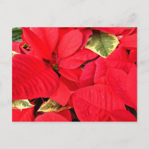 Postal Festiva Holly Point Poinsettias Holiday Floral