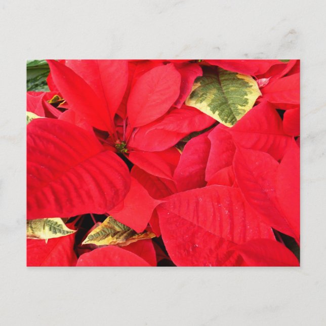 Postal Festiva Holly Point Poinsettias Holiday Floral (Anverso)