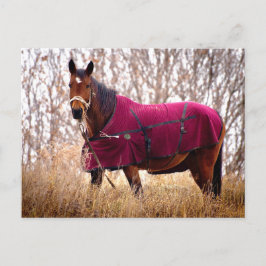 Postal Festiva Horse in Burgundy Blanket Autumn Nature Postcard
