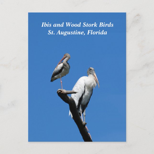 Postal Festiva Ibis y cigüeña americana aves en la naturaleza (Anverso)