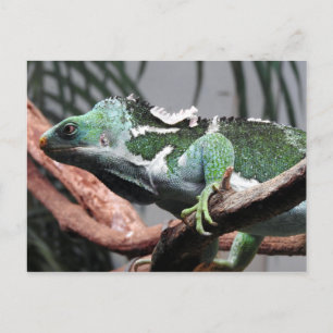 Postal Festiva Iguana curada fiyiana