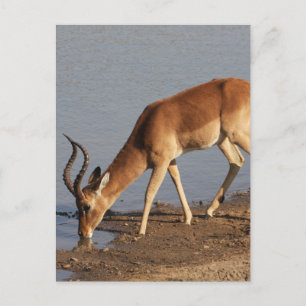 Postal Festiva Impala antelope bebiendo en la foto del agujero de