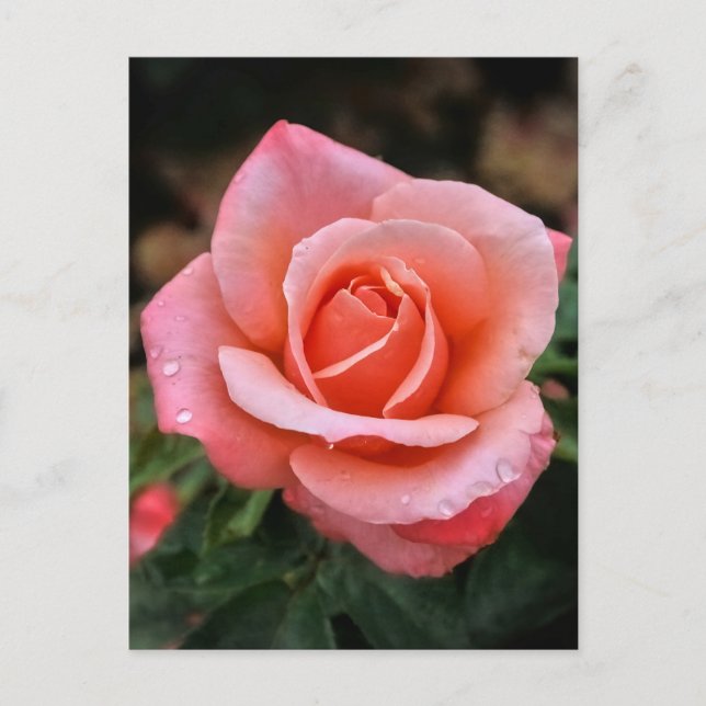 Postal Festiva Impresión de arte botánico Rosa romántico (Anverso)