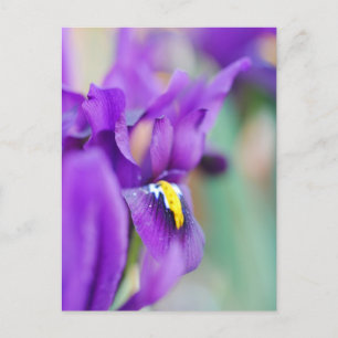 Postal Festiva Iris Flower Magnet