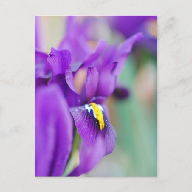 Postal Festiva Iris Flower Magnet (Anverso)