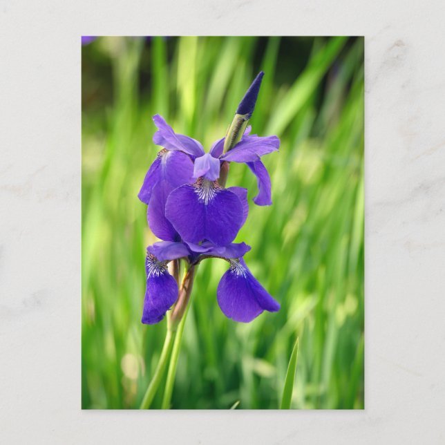 Postal Festiva Iris morado (Anverso)