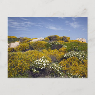 Postal Festiva Italia, Cerdeña, Santa Teresa Gallura. Capo 3