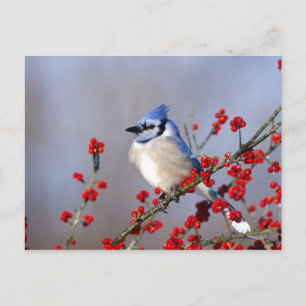 Postal Festiva Jay azul descansando en un árbol de espinas de Ha