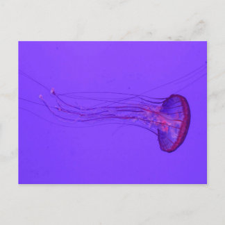 Postal Festiva Jellyfish 3_|Peces especiales