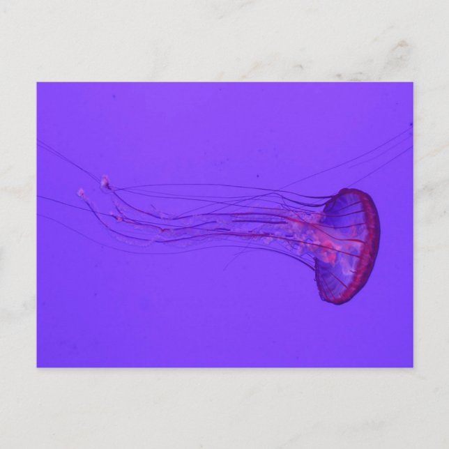 Postal Festiva Jellyfish 3_|Peces especiales (Anverso)