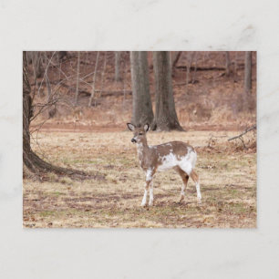 Postal Festiva Joven deer piebald