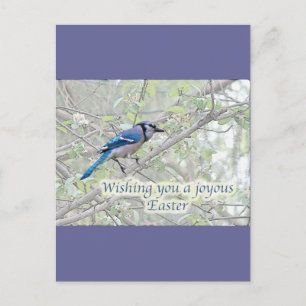 Postal Festiva Joyous Easter Blue Jay Songbird