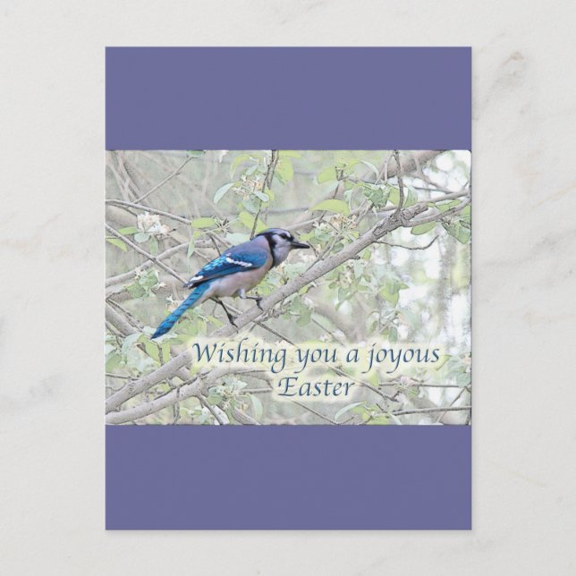 Postal Festiva Joyous Easter Blue Jay Songbird (Anverso)