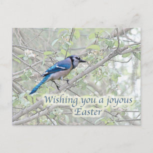 Postal Festiva Joyous Easter Blue Jay Songbird