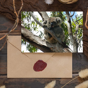 Postal Festiva Koala - Dormido