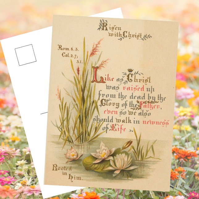Postal Festiva La Biblia Cristiana Católica Cristo es la Pascua A (Religious Christian Catholic Saint Paul Bible Verse Christ is Risen Resurrection Easter Postcard)