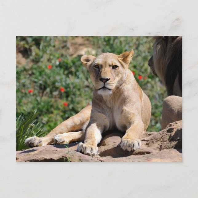 Postal Festiva La leona en la roca (Anverso)