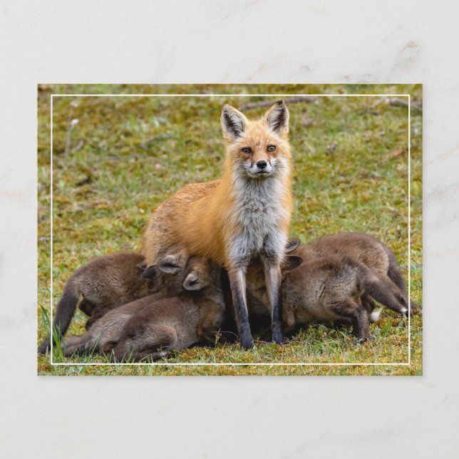 Postal Festiva La madre es como (Anverso)